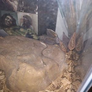 Meet your Posher, Ann